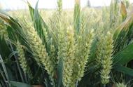 美国的两个小麦带有什么区别（美国生产小麦是冬小麦还是春小麦）
