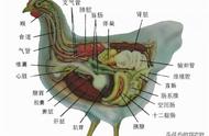 鸡内脏各部分名称图片（鸡内脏解剖图简易图）