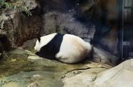 熊猫吃的哪种竹子（熊猫吃的竹子只有中国有吗）