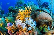 海水缸养珊瑚的注意事项（海水缸养珊瑚全教程）