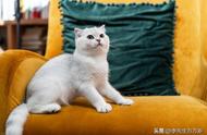 猫为什么喜欢往外吹气（猫为什么怕人对它吹气）