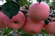 我国种植苹果有多少年历史了（苹果在中国种植历史多久了）