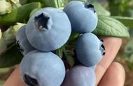 网上购买蓝莓苗移植方法（蓝莓苗在网上买哪个地方产的好）