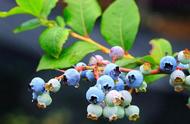 网上买的蓝莓苗怎么种植（网上买的蓝莓苗怎样才能结果）