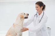 养狗可以治癌症病人吗（养狗可以防止癌症吗）