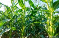 迪卡653玉米品种产量多少，迪卡653玉米品种能常年种植吗