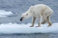 北极熊灭绝细思极恐（北极熊是真的要被灭绝了吗）