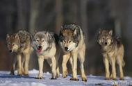 世界上的狼有多少种（世界上最稀有的狼有哪些）
