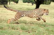 猎豹的100米速度（猎豹的速度一秒多少米）