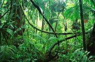 世界三大热带雨林区（全球热带雨林分别有哪些）