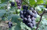 巨峰葡萄和夏黑葡萄哪个品种更好（夏黑和巨峰哪个好吃）