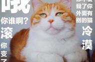 虎斑猫最好不要乱养（虎斑猫怎么养才正确）