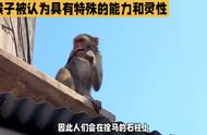 猴子典故（关于猴子的文化典故）