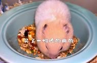 白肚老鼠养殖技术视频（养殖老鼠技术视频）