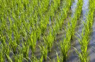 种水稻用什么肥料最好（水稻扬花时最怕什么）