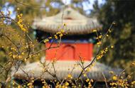 北京一月份哪里有花（北京8月哪里的花最好看）