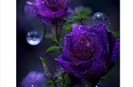 碎紫玫瑰真正的花语（紫玫瑰真正的花语和寓意是什么）