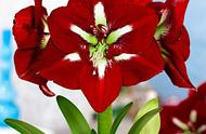 大红花的品种图片（适合做绿化大红花品种）