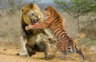 老虎和狮子谁是万兽之王（狮子和老虎谁才是兽中之王）