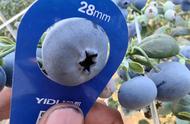 蓝莓树苗什么品种最好养（蓝莓树苗哪个品种比较好）