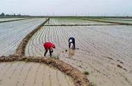 东南亚水稻种植区有利条件有什么（东南亚水稻种植的有利条件有哪些）