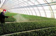 臭氧可以给植物杀菌吗（家里臭氧消毒对植物有伤害没有）