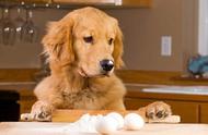 狗能每天吃鸡蛋吗（狗能天天吃鸡蛋吗）