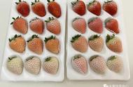 草莓品种排名（顶级草莓品种排行榜）