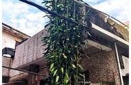 大型绿植盆栽竹子（三种竹子最旺家宅）