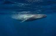 世界上最大的海洋动物有几种呢（海洋中最大的十种动物的奥秘）