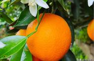 柑橘树栽培技术（柑橘树怎么种植才能结果）