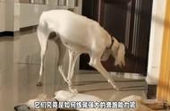 怎么训练细犬才能跑得最快（犬姿训练最简单方法）