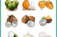 老椰子和椰青的区别（椰子和椰青的营养区别）