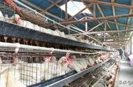 养一千只土鸡需要多少成本（3000只蛋鸡一年的利润）