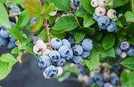 种蓝莓的十大坑（未来5年蓝莓发展前景）
