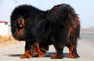 世界上最大的狗的五个品种（世界上有多少种狗的品种）
