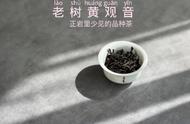 黄观音茶特征（黄观音茶高产吗）