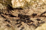 黑蚂蚁的副作用禁忌（黑蚂蚁的功效与禁忌）