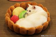 猫咪最适合吃什么水果（猫咪适合吃什么蔬菜水果）