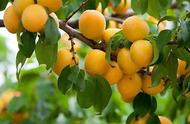 北方杏子的成熟季节是几月份（南方杏子的成熟季节是几月份）