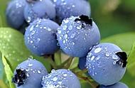 蓝莓的功效与作用及食用方法（蓝莓有什么作用与功效和禁忌）