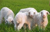 羊在草原上可以一直吃草吗（羊怎么一直吃草的）
