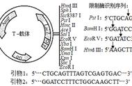 质粒怎样与目的基因结合（怎样获得载体质粒和目的基因）