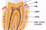 两岁宝宝牙根上长个小脓包怎么办