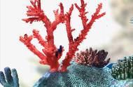 珊瑚的含义和寓意（珊瑚有什么好的寓意）