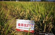 分蘖超强水稻品种（常规水稻品种）