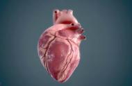 心脏主要由哪种组织构成（心脏由哪些组织构成）