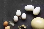 孩子可以吃鸽子蛋吗（儿童吃鸽子蛋好处和坏处）
