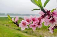 桃花仙人真名叫什么（桃花仙人的真实身份）