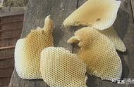 天然蜂蜡有什么功效（天然蜂蜡的用途）